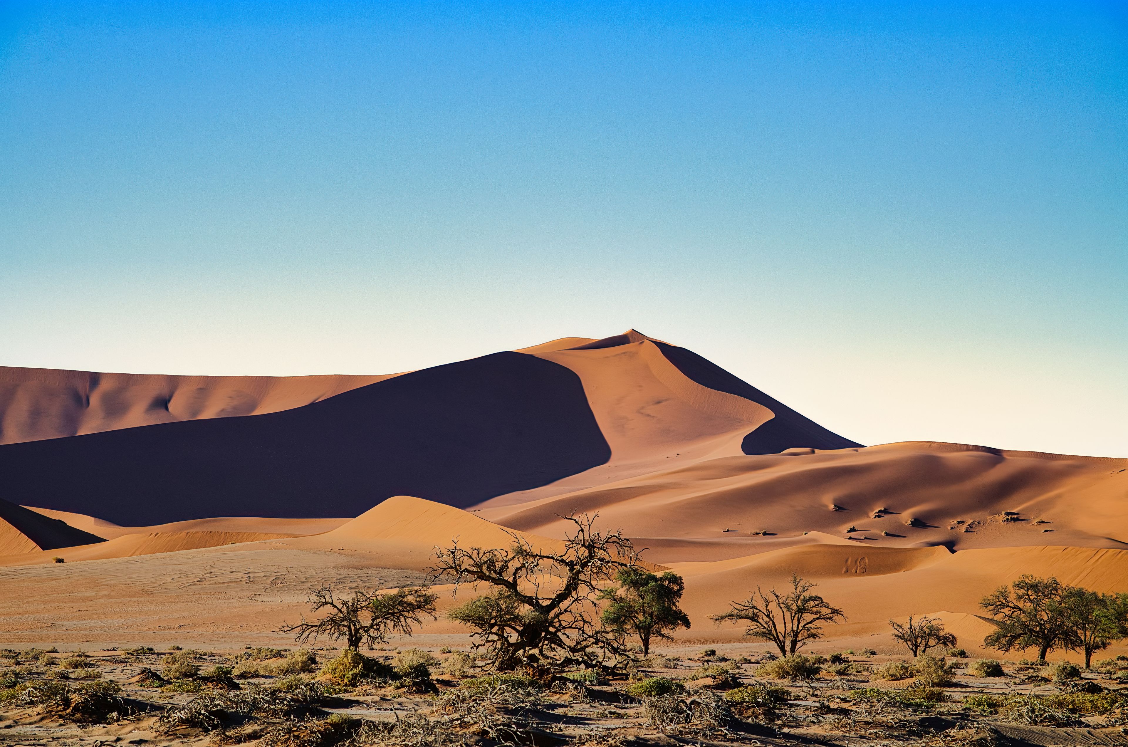 Červené duny pouště Namib s akáciemi v Namibii